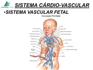 SISTEMA CÁRDIO-VASCULAR
•SISTEMA VASCULAR FETAL
 