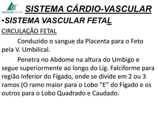 SISTEMA CÁRDIO-VASCULAR
•SISTEMA VASCULAR FETAL
CIRCULAÇÃO FETAL
Conduzido o sangue da Placenta para o Feto
pela V. Umbilical.
Penetra no Abdome na altura do Umbigo e
segue superiormente ao longo do Lig. Falciforme para
região Inferior do Fígado, onde se divide em 2 ou 3
ramos (O ramo maior para o Lobo “E” do Fígado e os
outros para o Lobo Quadrado e Caudado.
 