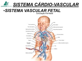 SISTEMA CÁRDIO-VASCULAR
•SISTEMA VASCULAR FETAL
 