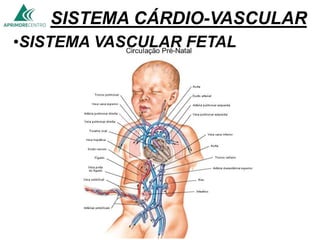 SISTEMA CÁRDIO-VASCULAR
•SISTEMA VASCULAR FETAL
 