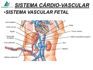 SISTEMA CÁRDIO-VASCULAR
•SISTEMA VASCULAR FETAL
 