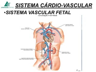 SISTEMA CÁRDIO-VASCULAR
•SISTEMA VASCULAR FETAL
 