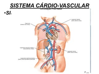 SISTEMA CÁRDIO-VASCULAR
•SISTEMA VASCULAR FETAL
 