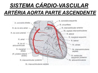 SISTEMA CÁRDIO-VASCULAR
ARTÉRIA AORTA PARTE ASCENDENTE
 