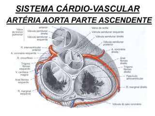 SISTEMA CÁRDIO-VASCULAR
ARTÉRIA AORTA PARTE ASCENDENTE
 