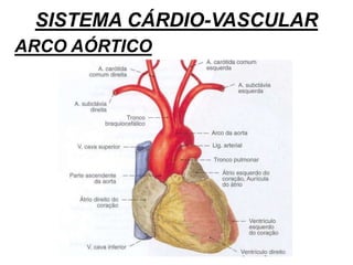 SISTEMA CÁRDIO-VASCULAR
ARCO AÓRTICO
 