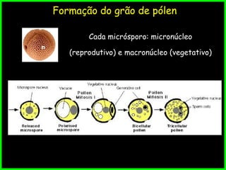 Formação do grão de pólen
Cada micrósporo: micronúcleo
(reprodutivo) e macronúcleo (vegetativo)
 