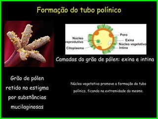 Formação do tubo polínico
Grão de pólen
retido no estigma
por substâncias
mucilaginosas
Camadas do grão de pólen: exina e intina
Núcleo vegetativo promove a formação do tubo
polínico, ficando na extremidade do mesmo.
 