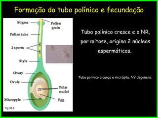 Formação do tubo polínico e fecundação
Tubo polínico cresce e o NR,
por mitose, origina 2 núcleos
espermáticos.
Tubo polínico alcança a micrópila. NV degenera.
 