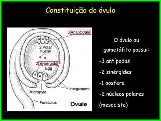 Constituição do óvulo
O óvulo ou
gametófito possui:
-3 antípodas
-2 sinérgides
-1 oosfera
-2 núcleos polares
(mesocisto)
 