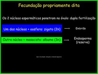 Fecundação propriamente dita
Outro núcleo + mesocisto: albume (3n)
Os 2 núcleos espermáticos penetram no óvulo: dupla fertilização
Um dos núcleos + oosfera: zigoto (2n) Embrião
Após a fecundação: sinérgides e antípodas degeneram
Endosperma
(reserva)
 
