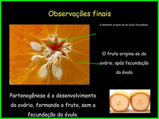 Observações finais
Partenogênese é o desenvolvimento
do ovário, formando o fruto, sem a
fecundação do óvulo.
A semente origina-se do óvulo fecundado.
O fruto origina-se do
ovário, após fecundação
do óvulo
 