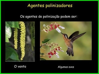 Agentes polinizadores
Os agentes de polinização podem ser:
Algumas avesO vento
 