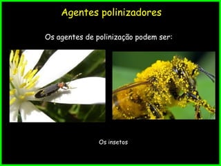 Agentes polinizadores
Os agentes de polinização podem ser:
Os insetos
 