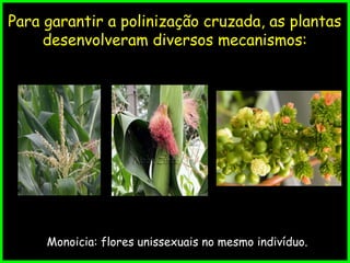 Fatores que favorecem a polinização cruzada
Para garantir a polinização cruzada, as plantas
desenvolveram diversos mecanismos:
Monoicia: flores unissexuais no mesmo indivíduo.
 