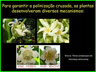 Fatores que favorecem a polinização cruzada
Para garantir a polinização cruzada, as plantas
desenvolveram diversos mecanismos:
Dioicia: flores unissexuais em
indivíduos diferentes.
 