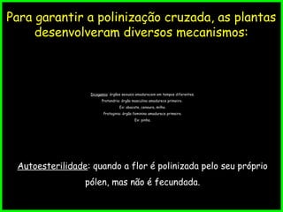Fatores que favorecem a polinização cruzada
Para garantir a polinização cruzada, as plantas
desenvolveram diversos mecanismos:
Dicogamia: órgãos sexuais amadurecem em tempos diferentes.
Protandria: órgão masculino amadurece primeiro.
Ex: abacate, cenoura, milho.
Protoginia: órgão feminino amadurece primeiro.
Ex: pinha.
Autoesterilidade: quando a flor é polinizada pelo seu próprio
pólen, mas não é fecundada.
 