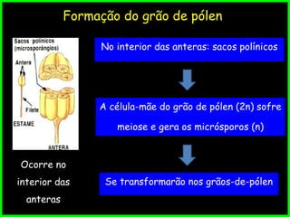 Formação do grão de pólen
Ocorre no
interior das
anteras
No interior das anteras: sacos polínicos
Se transformarão nos grãos-de-pólen
A célula-mãe do grão de pólen (2n) sofre
meiose e gera os micrósporos (n)
 