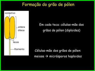 Formação do grão de pólen
Em cada teca: células-mãe dos
grãos de pólen (diploides)
Células-mãe dos grãos de pólen:
meiose  micrósporos haploides
 