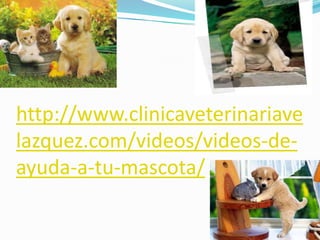 http://www.clinicaveterinariave
lazquez.com/videos/videos-de-
ayuda-a-tu-mascota/
 