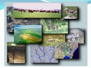 Los recursos que se destacan en chileDestacan la minería, principalmente en la zona norte y en menor medida en la zona central. Los recursos forestales se localizan en la mitad sur del territorio americano. Los recursos del mar son de enorme importancia, siendo la biomasa de las aguas territoriales y de la zona económica exclusiva de gran abundancia. Además, en la Zona Austral de Chile hay petróleo, siendo un gran recurso para Chile.