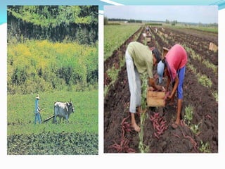 Terciarias o de servicio Actividades Primaria o Extractivas El grupo principal de estas actividades económicas es el primario. Son las actividades que satisfacen una necesidad empleando para ello elementos o procesos naturales. Las cinco principales actividades primarias son: la agricultura, la ganadería, la pesca, la minería y la explotación forestal. Por ejemplo, en la agricultura, si un agricultor siembra trigo, cuando lo coseche realizará una actividad primaria. 