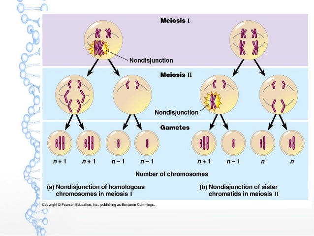 6b chromosome mutations