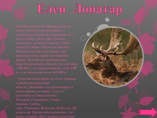 6b geri i viki -Follow the forest | PPT