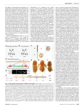 and efficacy of homology-based integration (4)
mediated by separate genome-encoded Cas9 and
gRNA genes observed in previous studies. We
tested this prediction in D. melanogaster with
the use of a characterized efficient target se-
quence (y1) (5) in the X-linked yellow (y) locus
as the gRNA target and a vasa-Cas9 transgene
as a source of Cas9 (Fig. 2C) because it is ex-
pressed in both germline and somatic cells (4).
As the defining element of our MCR scheme,
we also included two homology arms, ~1 kb each,
flanking the central elements (Fig. 2C) that pre-
cisely abut the gRNA-directed cut site. Wild-type
(y+) embryos were injected with the y-MCR
element (see supplementary materials), and emerg-
ing F0 flies were crossed to a y+ stock. According
to Mendelian inheritance, all F1 female prog-
eny of such a cross should have a y+ phenotype
(i.e., F1 females inherit a y+ allele from their
wild-type parent).
From two independent F0 male (♂) × y+ fe-
male (♀) crosses and 7 F0♀ × y+♂ crosses, we
recovered y– F1♀ progeny, which should not
happen according to Mendelian inheritance of a
recessive allele. Six such yMCR
F1♀ were crossed
individually to y+♂, resulting in 95 to 100%
(average = 97%) of their F2 progeny exhibiting a
full-bodied y– phenotype (Fig. 2, E and G, and
table S1), in contrast to the expected rate of 50%
(i.e., only in males). We similarly tested MCR
transmission via the germline in two y– F1♂
recovered from an F0♀ cross that also yielded
y– female siblings. These y– F1♂ were considered
candidates for carrying the y-MCR construct and
were crossed to y+ females. All but one of their F2
female progeny had a full-bodied y– phenotype
(Fig. 2, E and F). Occasionally among yMCR
F2♀
we also recovered mosaics (~4%) with a few small
y+ patches as well as a lone example of a 50%
chimeric female (Fig. 2H), and in two instances,
we recovered y+ male progeny from a yMCR
F1♀
mother (Fig. 2E and table S1). These infrequent
examples of imperfect y-MCR transmission indi-
cate that although HDR is highly efficient at this
locus in both somatic and germline lineages, the
target occasionally evades conversion.
Polymerase chain reaction (PCR) analysis of
the y locus in individual y– F1 progeny confirmed
the precise gRNA- and HDR-directed genomic
insertion of the y-MCR construct in all flies giving
rise to y– female F2 progeny (Fig. 2D). Males car-
ried only this single allele, as expected, whereas
females in addition possessed a band correspond-
ing to the size of the wild-type y locus (Fig. 2D,
lane 4), which varied in intensity between indi-
viduals, indicating that females were mosaic for
MCR conversion. The left and right y-MCR PCR
junction fragments were sequenced from y– F1
progeny from five independent F0 parents. All
had the precise expected HDR-driven insertion
of the y-MCR element into the chromosomal y
locus. In addition, sequence analysis of a rare
nonconverted y+ allele recovered in a male off-
spring from a yMCR
F1♀ (Fig. 2E) revealed a single-
nucleotide change at the gRNA cut site (resulting
in a T→I substitution), which most likely resulted
from nonhomologous end-joining repair, as well
as an in-frame insertion-deletion (indel) in a y+♀
sibling of this male (fig. S1 and table S1). The
high recovery rate of full-bodied y– F1 and F2
female progeny from single parents containing
a yMCR
allele detectable by PCR indicates that
the conversion process is remarkably efficient in
both somatic and germline lineages. Phenotypic
evidence of mosaicism in a small percentage of
MCR-carrying females and the presence of y
locus–derived PCR products of wild-type size in
all tested y– F1 females suggest that females
may all be mosaic to varying degrees. In summary,
both genetic and molecular data reveal that the
y-MCR element efficiently drives allelic conver-
sion in somatic and germline lineages.
MCR technology should be applicable to dif-
ferent model systems and a broad array of sit-
uations, such as enabling mutant F1 screens in
pioneer organisms, accelerating genetic manipu-
lations and genome engineering, providing a po-
tent gene drive system for delivery of transgenes
in disease vector or pest populations, and po-
tentially serving as a disease-specific delivery sys-
tem for gene therapy strategies. We provide an
example in this study of an MCR element caus-
ing a viable insertional mutation within the cod-
ing region of a gene. It should also be possible,
however, to efficiently generate viable deletions
of coding or noncoding DNA by including two
gRNAs in the MCR construct targeting separated
sequences and appropriate flanking homology
arms. Using the simple core elements tested in
this study, MCR is applicable to generating homo-
zygous viable mutations, creating regulatory mu-
tations of essential genes, or targeting other
nonessential sequences. The method may also be
adaptable to targeting essential genes if an in-
frame recoded gRNA-resistant copy of the gene
providing sufficient activity to support survival
is included.
In addition to these positive applications of
MCR technology, we are also keenly aware of the
substantial risks associated with this highly inva-
sive method. Failure to take stringent precautions
could lead to the unintentional release of MCR
organisms into the environment. The supple-
mentary material includes a stringent, institu-
tionally approved barrier containment protocol
that we developed and are currently adhering
to for MCR experiments. Since this study was
SCIENCE sciencemag.org 24 APRIL 2015 • VOL 348 ISSUE 6233 443
x
Mendelian inheritance MCR inheritance
x
+ + + + - - + +
y+
y-
yellow yellow
HA1 HA2vasa-Cas9
yellow
U6:3-y1-gRNA
418
418410
417
417 411
yellow MCR construct
1 2 3 4 5 6 7 8 9
500bp
100bp
y locus
HA2
HA1
y- y- mosaic y+
y+
total
0 40 0 50 1 91
214 203 11 2 6 436
yMCR
x y+
yMCR
x y+
Fig. 2. Experimental demonstration of MCR in Drosophila. (A) Mendelian male inheritance of an
X-linked trait. (B) Theoretical MCR-based inheritance results in the initially heterozygous allele con-
verting the second allele, thereby generating homozygous female progeny. (C) Diagram of y-MCR construct.
Two y locus homology arms flanking the vasa-Cas9 and y-gRNA transgenes are indicated, as are the
locations of the PCR primers used for analysis of the genomic insertion site (see supplementary materials).
(D) PCR analysis of a y+ MCR-derived F2♂ (lanes 1 to 3; see fig.S1 for sequence), yMCR
F1♀ (lanes 4 to 6), and
yMCR
F1♂ (lanes 7 to 9) showing junctional bands corresponding to y-MCR insertion into the chromosomal y
locus (lanes 2, 3, 5, 6, 8, and 9) and the presence (lanes 1 and 4) or absence (lane 7) of a PCR band derived
from the y locus. Although the yMCR
F1♂ (carrying a single X chromosome) displays only MCR-derived PCR
products (lanes 8 and 9), yMCR
F1♀s generate both MCR and noninsertional amplification products. (E)
Summary of F2 progeny obtained from crosses described in table S1. (F) Low-magnification view of F2
progeny flies from an yMCR
♂× y+♀ cross. Nearly all female progeny display a y– phenotype. (G) High-
magnification view of a full-bodied yMCR
F1♀. (H) A rare 50% left-right mosaic female. (I) A y+ control fly.
RESEARCH | REPORTS
 