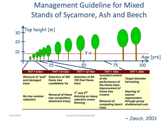 A comparative analysis of stand development and | PPT