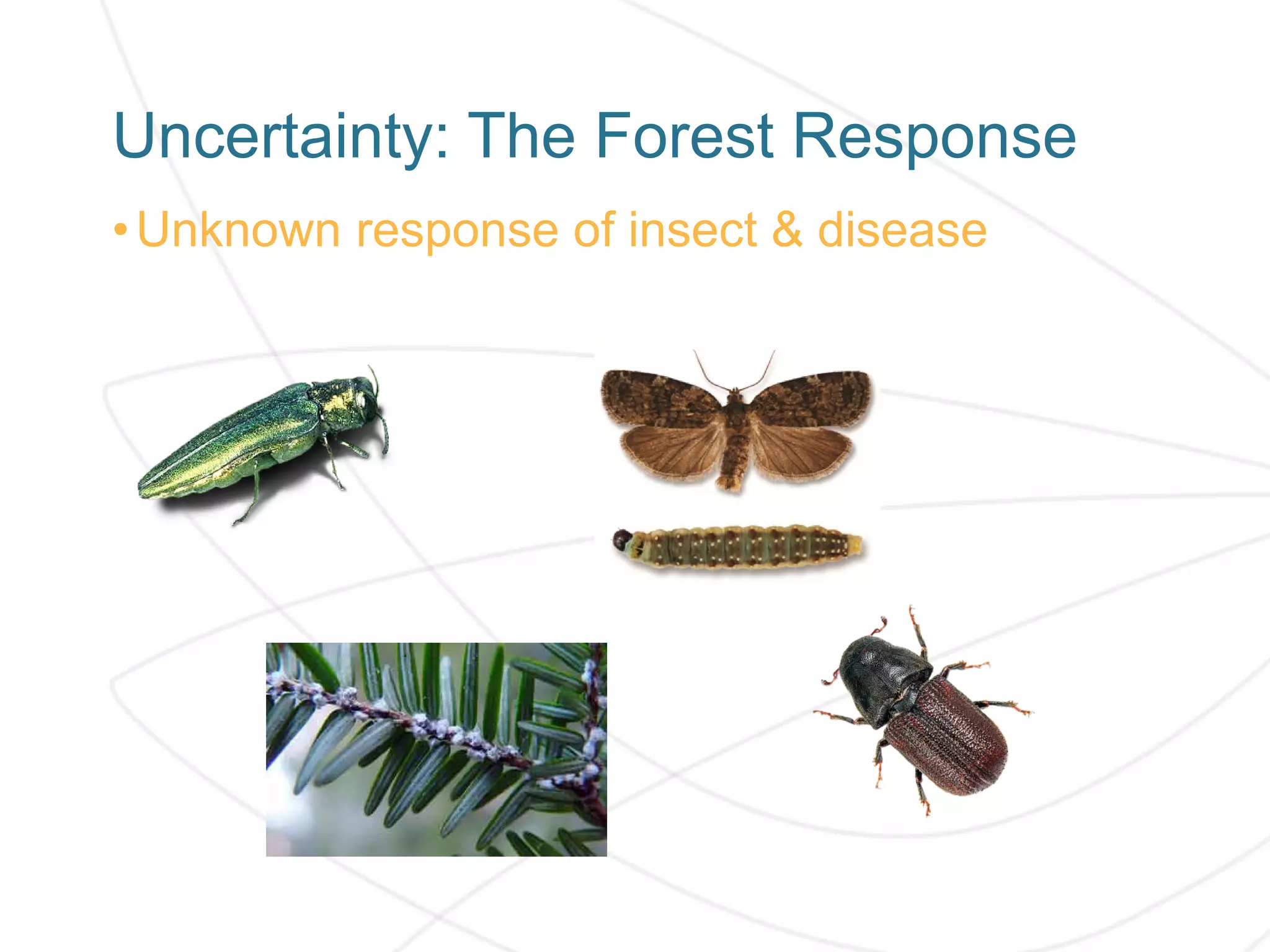 Uncertainty: The Forest Response
•Unknown response of insect & disease
 