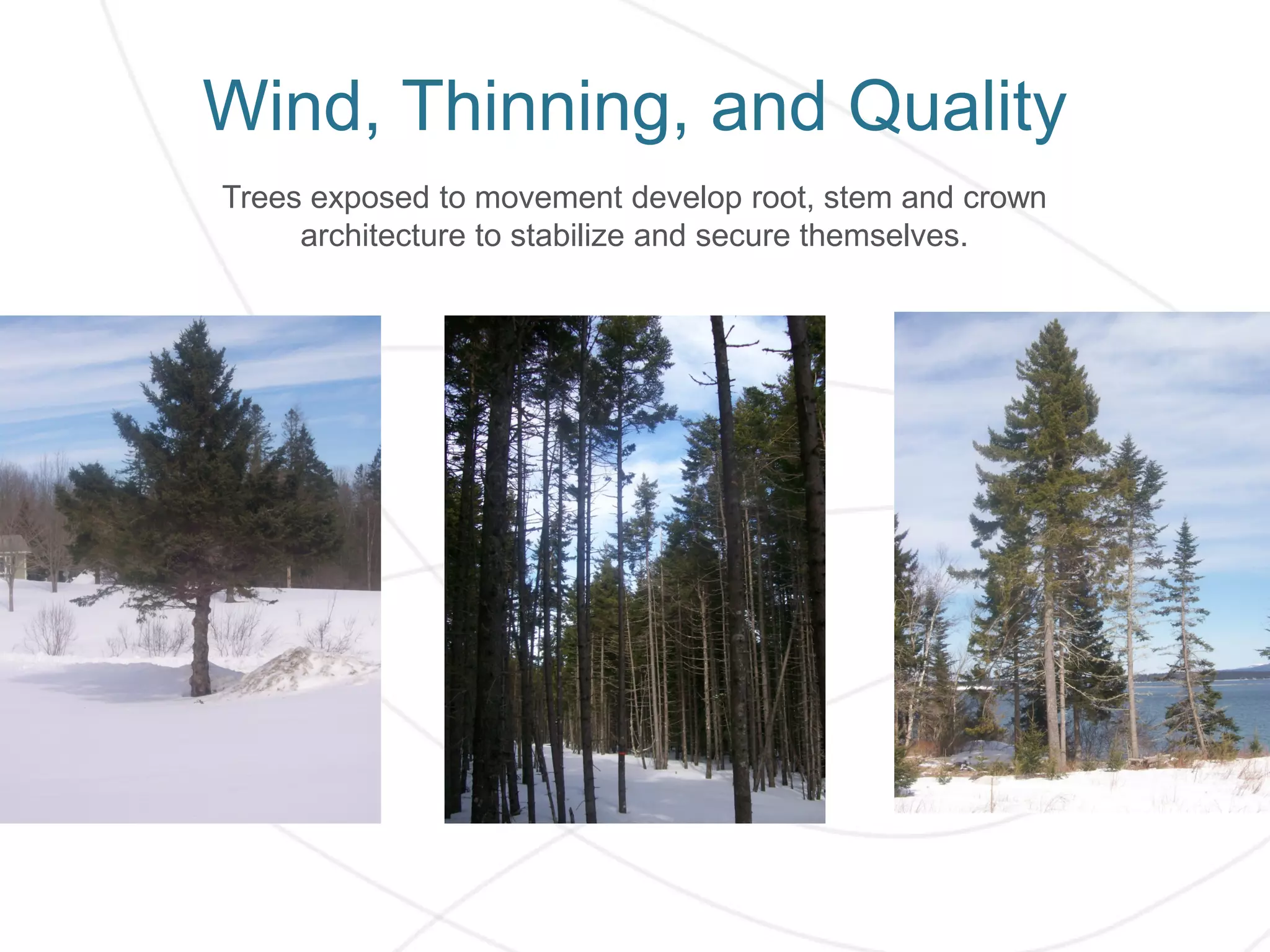 Wind, Thinning, and Quality
Trees exposed to movement develop root, stem and crown
architecture to stabilize and secure themselves.
 