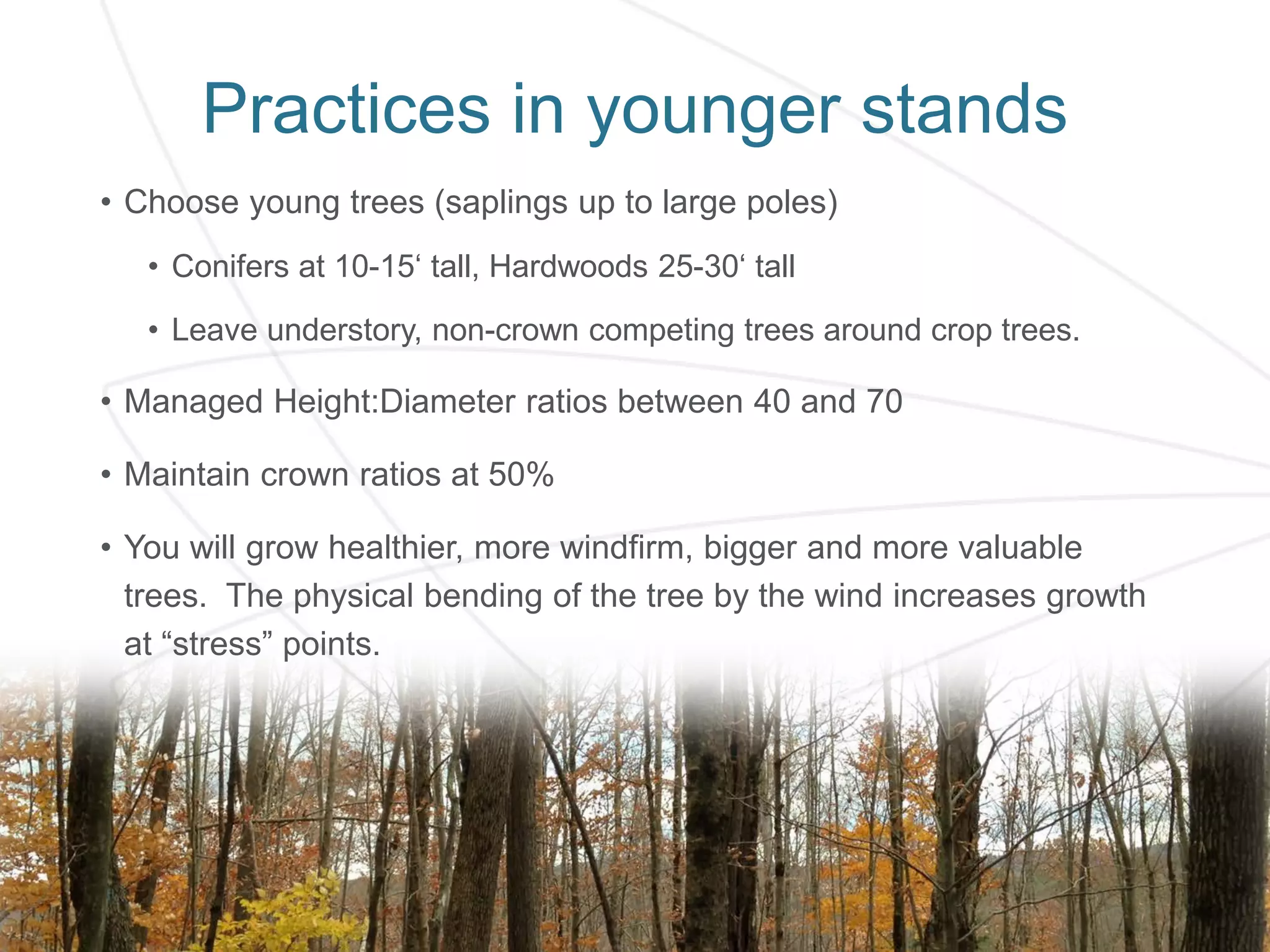 Practices in younger stands
• Choose young trees (saplings up to large poles)
• Conifers at 10-15‘ tall, Hardwoods 25-30‘ tall
• Leave understory, non-crown competing trees around crop trees.
• Managed Height:Diameter ratios between 40 and 70
• Maintain crown ratios at 50%
• You will grow healthier, more windfirm, bigger and more valuable
trees. The physical bending of the tree by the wind increases growth
at “stress” points.
 