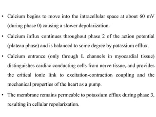 • Calcium begins to move into the intracellular space at about 60 mV
(during phase 0) causing a slower depolarization.
• Calcium influx continues throughout phase 2 of the action potential
(plateau phase) and is balanced to some degree by potassium efflux.
• Calcium entrance (only through L channels in myocardial tissue)
distinguishes cardiac conducting cells from nerve tissue, and provides
the critical ionic link to excitation-contraction coupling and the
mechanical properties of the heart as a pump.
• The membrane remains permeable to potassium efflux during phase 3,
resulting in cellular repolarization.
 