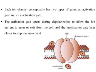 • Each ion channel conceptually has two types of gates: an activation
gate and an inactivation gate.
• The activation gate opens during depolarization to allow the ion
current to enter or exit from the cell, and the inactivation gate later
closes to stop ion movement.
 