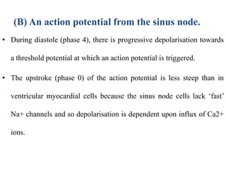 (B) An action potential from the sinus node.
• During diastole (phase 4), there is progressive depolarisation towards
a threshold potential at which an action potential is triggered.
• The upstroke (phase 0) of the action potential is less steep than in
ventricular myocardial cells because the sinus node cells lack ‘fast’
Na+ channels and so depolarisation is dependent upon influx of Ca2+
ions.
 