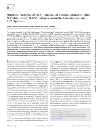 Structural Properties of the C Terminus of Vesicular Stomatitis Virus
N Protein Dictate N-RNA Complex Assembly, Encapsidation, and
RNA Synthesis
Bianca S. Heinrich, Benjamin Morin, Amal A. Rahmeh, and Sean P. J. Whelan
Department of Microbiology and Immunobiology, Harvard Medical School, Boston, Massachusetts, USA
The vesicular stomatitis virus (VSV) nucleoprotein (N) associates tightly with the viral genomic RNA. This N-RNA complex con-
stitutes the template for the RNA-dependent RNA polymerase L, which engages the nucleocapsid via its phosphoprotein cofactor
P. While N and P proteins play important roles in regulating viral gene expression, the molecular basis of this regulation remains
incompletely understood. Here we show that mutations in the extreme C terminus of N cause defects in viral gene expression. To
determine the underlying cause of such defects, we examined the effects of the mutations separately on encapsidation and RNA
synthesis. Expression of N together with P in Escherichia coli results predominantly in the formation of decameric N-RNA rings.
In contrast, nucleocapsid complexes containing the substitution NY415A or NK417A were more loosely coiled, as revealed by elec-
tron microscopy (EM). In addition, the NEF419/420AA mutant was unable to encapsidate RNA. To further characterize these mu-
tants, we engineered an infectious cDNA clone of VSV and employed N-RNA templates from those viruses to reconstitute RNA
synthesis in vitro. The transcription assays revealed speciﬁc defects in polymerase utilization of the template that result in over-
all decreased RNA quantities, including reduced amounts of leader RNA. Passage of the recombinant viruses in cell culture led to
the accumulation of compensatory second-site mutations in close proximity to the original mutations, underscoring the critical
role of structural features within the C terminus in regulating N function.
Nonsegmented negative-strand (NNS) RNA viruses are envel-
oped pathogens, which tightly encapsidate their genomes
with the nucleoprotein (N) during all stages of replication. N en-
capsidation is thought to protect the viral RNA from degradation
and detection by host defense mechanisms. The ribonucleopro-
tein (RNP) constitutes the natural template for the viral polymer-
ase machinery and forms long, helical, and ﬂexible nucleocapsids
in the cytoplasm of the infected cell (reviewed in reference 21).
Expression of vesicular stomatitis virus (VSV) and rabies virus
N proteins in Escherichia coli or Spodoptera frugiperda results in
the formation of oligomeric ring complexes comprising 9 to 13
molecules of N that bind cellular RNA (1, 9). The RNA is stored
between the C- and N-terminal lobes of the N protein and is ac-
cessed by the RNA-dependent RNA polymerase L and its multi-
meric cofactor P during the transcription process. The RNP is
completely resistant to digestion with nucleases during transcrip-
tion (14), illustrating the tight coordination of the interactions
between the transcription apparatus and the viral RNA. Atomic
structures of VSV and rabies virus nucleocapsid complexes (2, 8,
11) revealed that N must be displaced for L to copy the RNA.
Further structural analysis demonstrated that the C-terminal do-
main of VSV P (PCTD) binds between adjacent N molecules at an
interface formed by a continuous stretch of residues (amino acids
[aa] 354 to 386), which exists only in the N-RNA complex (8).
Because only minimal structural differences were observed for the
PCTD-bound and unbound states, the molecular changes that pre-
sumably occur upon binding of the active transcription complex
to the nucleocapsid remain elusive. Although the nucleocapsid
structures are elongated and ﬂexible in the cytoplasm, they be-
come tightly condensed during the assembly of the bullet-shaped
virion.
N is also maintained in the infected cell in a soluble RNA-free
state (N0
). This is achieved through binding of P protein (N0
-P)
and is important for preventing the aggregation and premature
binding of RNA. A possible strategy by which P may facilitate its
chaperone activity has been put forward recently: N protein lack-
ing the 21 N-terminal amino acids was found to bind a peptide of
P containing the ﬁrst 60 amino acids within a region that overlaps
with the RNA binding groove (16). This temporary occupation of
the RNA binding pocket may prevent nonspeciﬁc binding of nu-
cleic acids and N oligomerization.
Both the N and C termini of the VSV nucleoprotein were pre-
viously suggested to be essential for encapsidation and RNA syn-
thesis (5, 12, 20, 24). Deletion of the ﬁrst 22 residues of N (N⌬1-
22) prevents the encapsidation of RNA (24). Similarly, deletion of
the C-terminal lysine (422K) or of amino acids 418 to 422
(VEFDK) of the N protein of the New Jersey strain of VSV (VSV-
NJ) completely abrogates encapsidation (5). In this report, we
investigate further the role of the extreme C terminus of N of the
Indiana strain of VSV (VSV-IND) in viral replication. We analyze
single- and multi-amino-acid substitutions located within the last
eight residues of the C terminus of N, some of which are highly
conserved across the Rhabdoviridae family. We show that the C
terminus of N is an important determinant of encapsidation and
RNA synthesis. We also identify several second-site suppressor
mutants that compensate for loss of charge or hydrophobicity
within this region, providing further support for a structural role
of this domain in maintaining N function.
Received 20 April 2012 Accepted 27 May 2012
Published ahead of print 6 June 2012
Address correspondence to Sean P. J. Whelan, swhelan@hms.harvard.edu.
Copyright © 2012, American Society for Microbiology. All Rights Reserved.
doi:10.1128/JVI.00990-12
8720 jvi.asm.org Journal of Virology p. 8720–8729 August 2012 Volume 86 Number 16
onJanuary2,2017byguesthttp://jvi.asm.org/Downloadedfrom
 