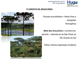 www.hugomorais.com.br
Prof. Hugo Morais
Floresta aciculifoliada = folhas finas e
alongadas
Homogênea
Mata das Araucárias (= pinheiro-do-
paraná) – estendia-se de São Paulo ao
Rio Grande do Sul
Sofreu intensa exploração (madeira)
FLORESTA DE ARAUCÁRIA
 