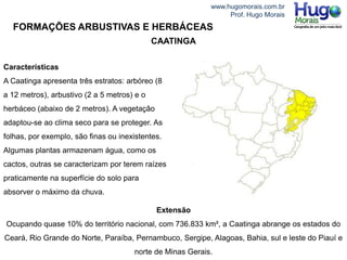 www.hugomorais.com.br
Prof. Hugo Morais
FORMAÇÕES ARBUSTIVAS E HERBÁCEAS
CAATINGA
Características
A Caatinga apresenta três estratos: arbóreo (8
a 12 metros), arbustivo (2 a 5 metros) e o
herbáceo (abaixo de 2 metros). A vegetação
adaptou-se ao clima seco para se proteger. As
folhas, por exemplo, são finas ou inexistentes.
Algumas plantas armazenam água, como os
cactos, outras se caracterizam por terem raízes
praticamente na superfície do solo para
absorver o máximo da chuva.
Extensão
Ocupando quase 10% do território nacional, com 736.833 km², a Caatinga abrange os estados do
Ceará, Rio Grande do Norte, Paraíba, Pernambuco, Sergipe, Alagoas, Bahia, sul e leste do Piauí e
norte de Minas Gerais.
 