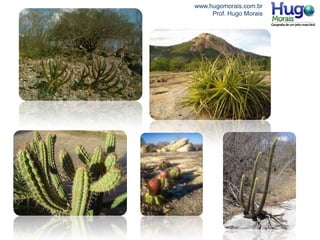 www.hugomorais.com.br
Prof. Hugo Morais
 