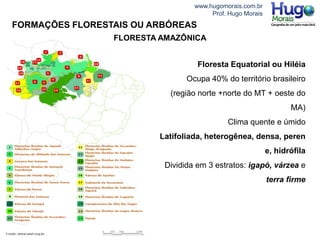 www.hugomorais.com.br
Prof. Hugo Morais
Floresta Equatorial ou Hiléia
Ocupa 40% do território brasileiro
(região norte +norte do MT + oeste do
MA)
Clima quente e úmido
Latifoliada, heterogênea, densa, peren
e, hidrófila
Dividida em 3 estratos: igapó, várzea e
terra firme
FLORESTA AMAZÔNICA
FORMAÇÕES FLORESTAIS OU ARBÓREAS
 