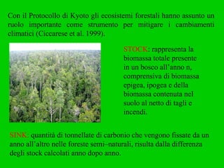 Con il Protocollo di Kyoto gli ecosistemi forestali hanno assunto un ruolo importante come strumento per mitigare i cambiamenti climatici (Ciccarese et al. 1999). STOCK : rappresenta la biomassa totale presente in un bosco all’anno n, comprensiva di biomassa epigea, ipogea e della biomassa contenuta nel suolo al netto di tagli e incendi. SINK:  quantità di tonnellate di carbonio che vengono fissate da un anno all’altro nelle foreste semi–naturali, risulta dalla differenza degli stock calcolati anno dopo anno. 