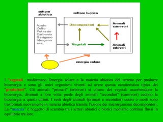 I  " vegetali "  trasformano l'energia solare e la materia abiotica del terreno per produrre bioenergia e sono gli unici organismi viventi ad avere questa caratteristica tipica dei " produttori ". Gli animali "primari" (erbivori) si cibano dei vegetali assorbendone la bioenergia, divenuti a loro volta prede degli animali "secondari" (carnivori) cedono la bioenergia a questi ultimi. I resti degli animali (primari e secondari) uccisi o morti sono trasformati nuovamente in materia abiotica tramite l'azione dei microrganismi decompositori. La “ materia ” è l'oggetto di scambio tra i settori abiotici e biotici mediante continui flussi in equilibrio tra loro. 