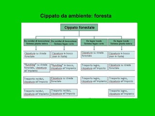 Cippato da ambiente: foresta 