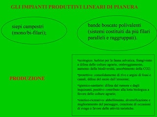 GLI IMPIANTI PRODUTTIVI LINEARI DI PIANURA PRODUZIONE siepi campestri (mono/bi-filari); bande boscate polivalenti (sistemi costituiti da più filari paralleli e raggruppati). ecologico:  habitat  per la fauna selvatica, frangivento a difesa delle colture agrarie, ombreggiamento, aumento della biodiversità, assorbimento della CO2; protettivo: consolidamento di rive e argini di fossi e canali, difesa del suolo dall’erosione; igienico-sanitario: difesa dal rumore e dagli inquinanti, positivo contributo alla lotta biologica a favore delle colture agrarie; estetico-ricreativo: abbellimento, diversificazione e miglioramento del paesaggio, creazione di occasioni di svago a favore delle attività turistiche. 