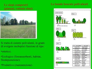 Le siepi campestri (platani, robinie olmi) Le bande boscate polivalenti Si tratta di sistemi polivalenti, in grado di svolgere molteplici funzioni di tipo: estetico; Ecologico (fonoassorbenti, habitat,  fitodepurazione); Produttivo (manutenzione) 