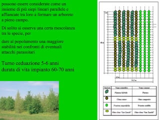 possono essere considerate come un insieme di più siepi lineari parallele e affiancate tra loro a formare un arboreto a pieno campo. Di solito si osserva una certa mescolanza tra le specie, per dare al popolamento una maggiore stabilità nei confronti di eventuali attacchi parassitari Turno ceduazione 5-6 anni  durata di vita impianto 60-70 anni 