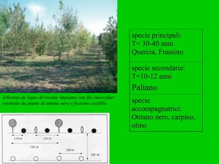 Arboreto da legno di recente impianto con file intercalari costituite da piante di ontano nero e frassino ossifillo. specie principali: T= 30-40 anni Quercia, Frassino specie secondarie: T=10-12 anni Paltano specie accompagnatrici: Ontano nero, carpino, olmo 