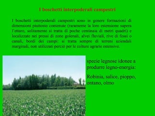 I boschetti interpoderali campestri I boschetti interpoderali campestri sono in genere formazioni di dimensioni piuttosto contenute (raramente la loro estensione supera l’ettaro, solitamente si tratta di poche centinaia di metri quadri) e localizzate nei pressi di zone golenali, alvei fluviali, rive di fossi o canali, bordi dei campi: si tratta sempre di terreni aziendali marginali, non utilizzati perciò per le colture agrarie estensive. specie legnose idonee a produrre legno-energia: Robinia, salice, pioppo, ontano, olmo  
