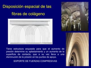 Disposici ón espacial de las fibras de colágeno Tiene estructura arqueada para que el aumento de presión determine su aplastamiento y un aumento de la superficie de contacto, que a su vez lleva a una disminución de la presión en los puntos de apoyo. SOPORTE DE FUERZAS COMPRESIVAS 